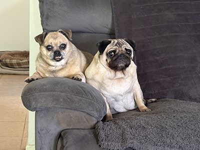 Deans dogs on the couch