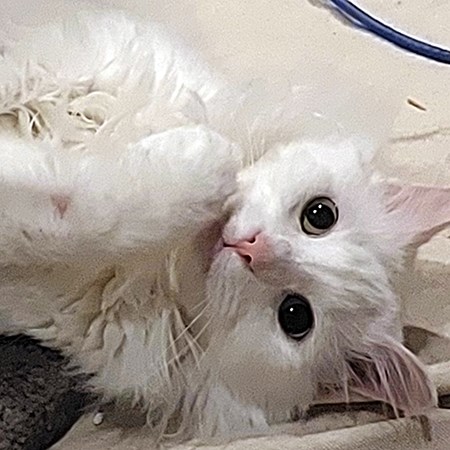 Libby's cat