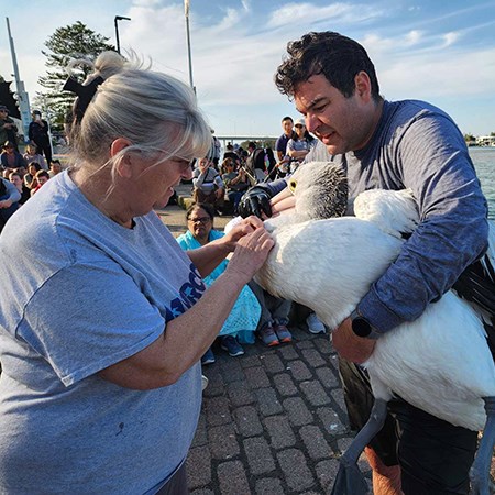 Cathy saving a Pelican