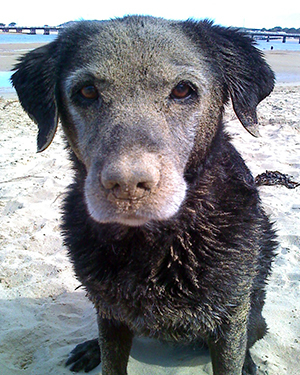 Ella is a black Labrador. She is sitting on the beach covered in sand
